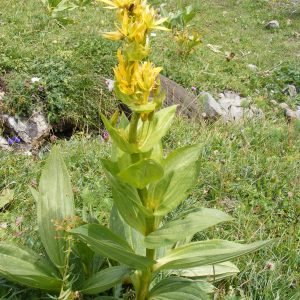 Genciana - planta medicinal