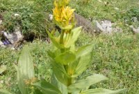 Genciana - planta medicinal