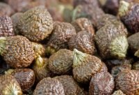 Granos del Paraíso - planta medicinal africana