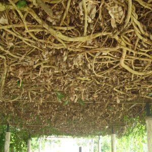 Guaco, Mikania glomerata, planta trepadora usada tradicionalmente para la tos