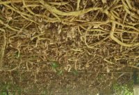 Guaco, Mikania glomerata, planta trepadora usada tradicionalmente para la tos