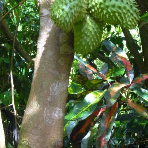Arbol de Guanabana, Annona muricata, con sus frutos, usada en la medicina tradicional del Caribe