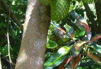 Arbol de Guanabana, Annona muricata, con sus frutos, usada en la medicina tradicional del Caribe