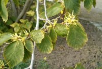 Flores y hojas de hamamelis, Hamamelis virginiana, planta cicatrizante europea