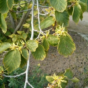 Flores y hojas de hamamelis, Hamamelis virginiana, planta cicatrizante europea