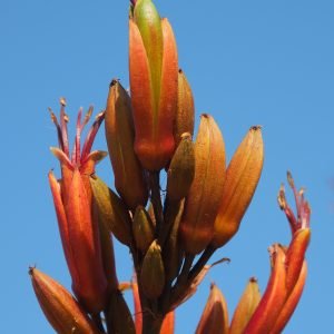 Harakeke - planta medicinal