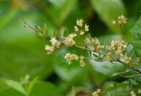 Henna - planta medicinal africana