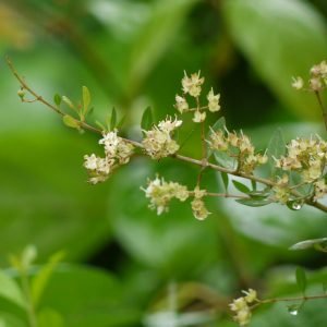 Henna - planta medicinal africana