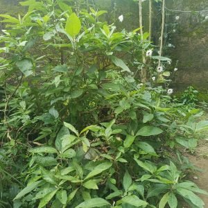 Hoja Amarga - planta medicinal africana