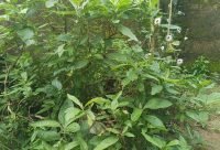 Hoja Amarga - planta medicinal africana