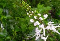 Planta de Te de Java, Orthosiphon aristatus, usada para preparar infusion diuretica