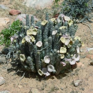 Hoodia - planta medicinal africana