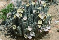 Hoodia - planta medicinal africana