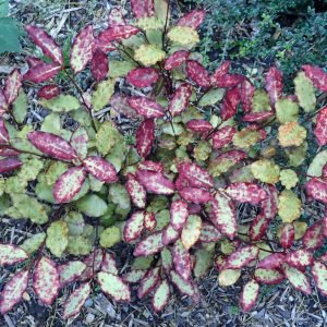Horopito - planta medicinal