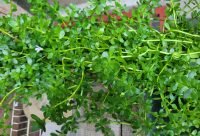 Planta de Bacopa monnieri usada para preparar infusion para la memoria