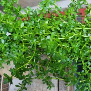 Planta de Bacopa monnieri usada para preparar infusion para la memoria