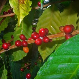 Infusión de Café energizante