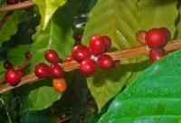 Infusión de Café energizante