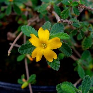 Hojas de Damiana usadas para preparar infusion calmante