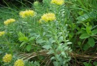 Planta de Rhodiola rosea usada para preparar infusion contra la fatiga