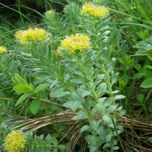 Planta de Rhodiola rosea usada para preparar infusion contra la fatiga
