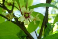 Bayas de Schisandra chinensis usadas para preparar infusion hepatoprotectora