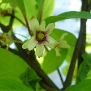 Bayas de Schisandra chinensis usadas para preparar infusion hepatoprotectora