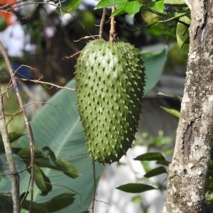 Hojas de Guanabana usadas para preparar infusion antioxidante