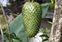 Hojas de Guanabana usadas para preparar infusion antioxidante