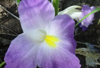 Jengibre Africano - planta medicinal africana