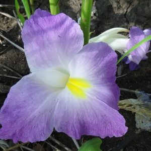 Jengibre Africano - planta medicinal africana