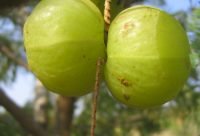 Frutos de Amla usados para preparar jugo antioxidante rico en vitamina C