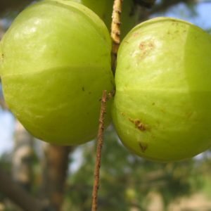 Frutos de Amla usados para preparar jugo antioxidante rico en vitamina C