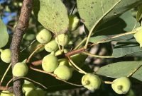 Jugo de Ciruela de Kakadu antioxidante