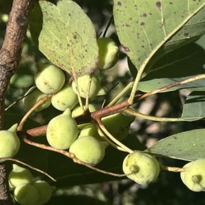 Jugo de Ciruela de Kakadu antioxidante