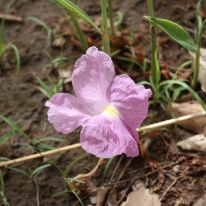 Receta natural de Cataplasma de Jengibre Africano respiratoria