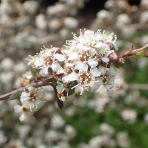 Kanuka - planta medicinal
