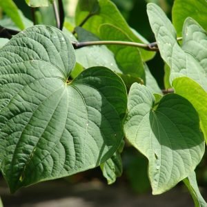 Kava - planta medicinal