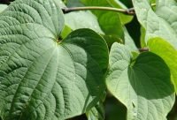 Kava - planta medicinal