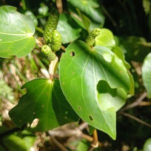 Kawakawa - planta medicinal