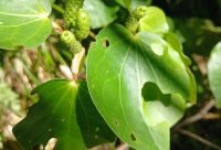 Kawakawa - planta medicinal