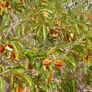 Kinkeliba - planta medicinal africana