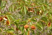 Kinkeliba - planta medicinal africana
