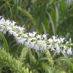 Koromiko - planta medicinal