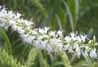 Koromiko - planta medicinal