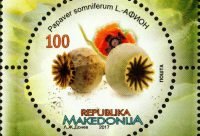 Flor de amapola de opio, Papaver somniferum, origen historico de la morfina