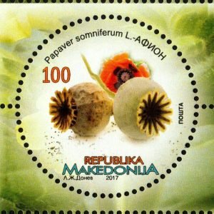 Flor de amapola de opio, Papaver somniferum, origen historico de la morfina
