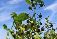 Bayas de belladona, Atropa belladonna, planta europea altamente toxica