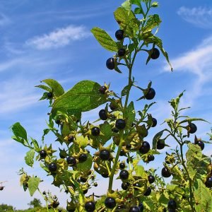 Bayas de belladona, Atropa belladonna, planta europea altamente toxica