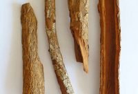 Arbol de quina, Cinchona officinalis, fuente natural de la quinina